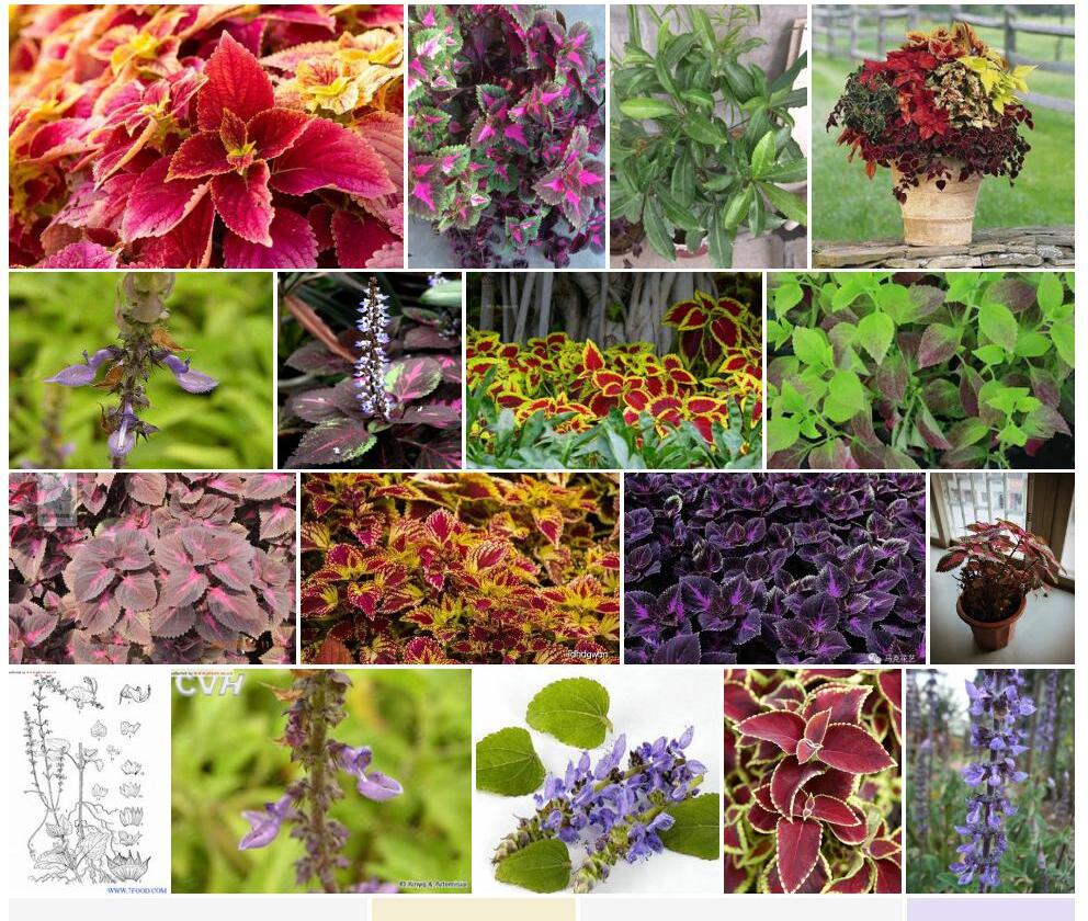 鞘蕊花属Coleus图片