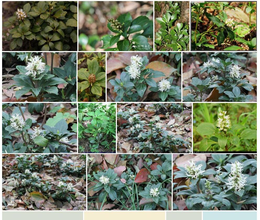 顶花板凳果Pachysandra-terminalis图片