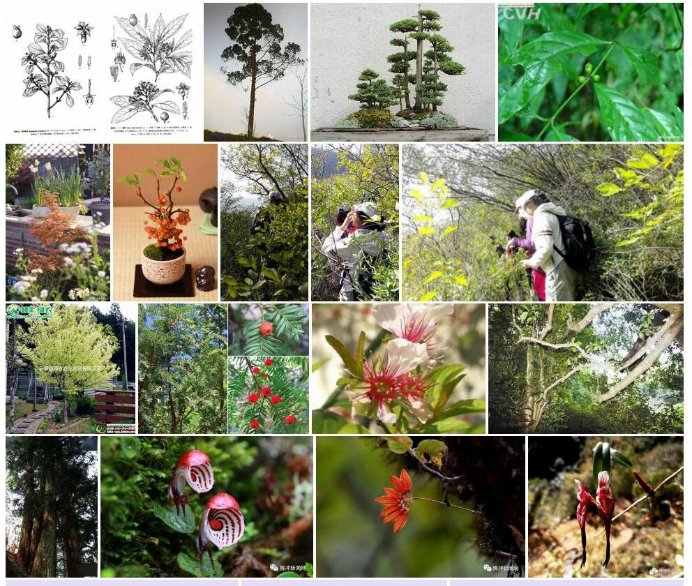 须弥茜树Himalrandia-lichiangensis图片