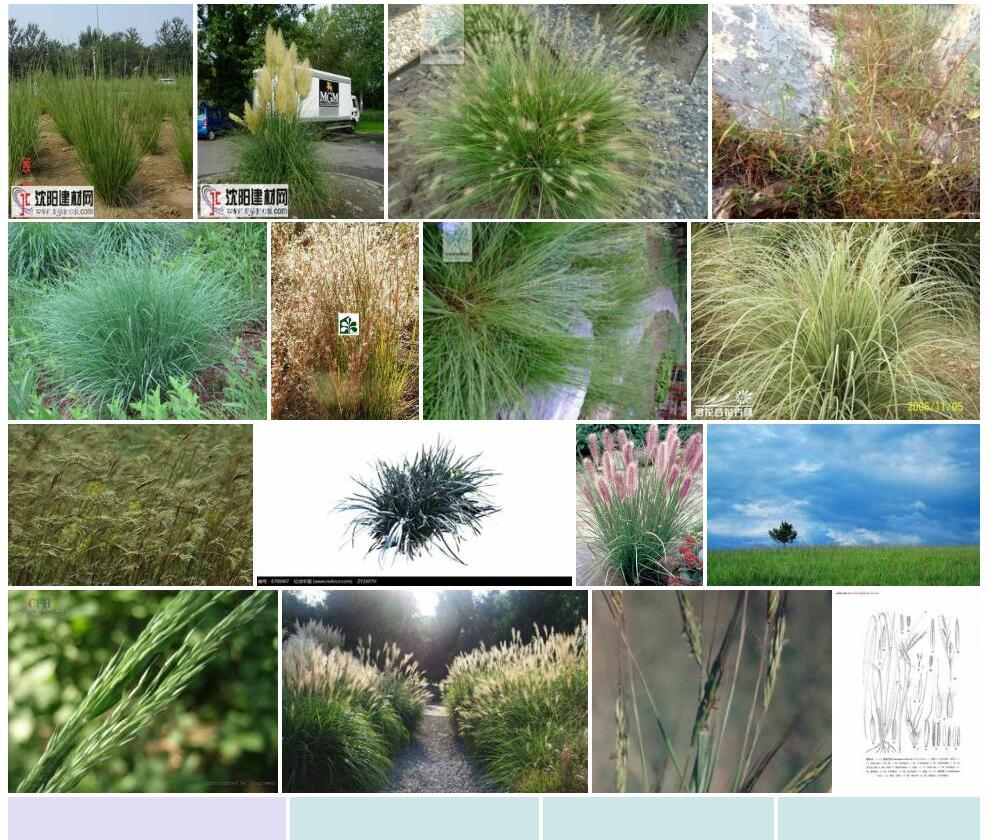 须芒草属Andropogon图片