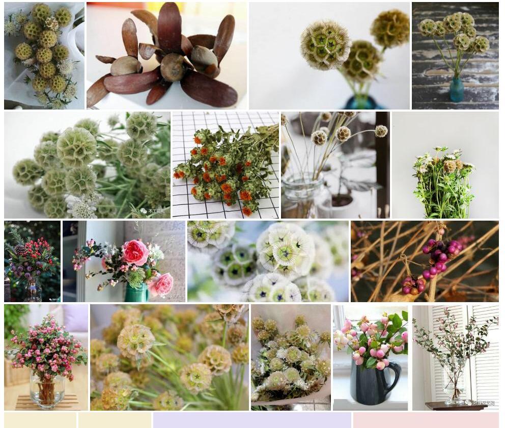 风车果Pristimera-cambodiana图片