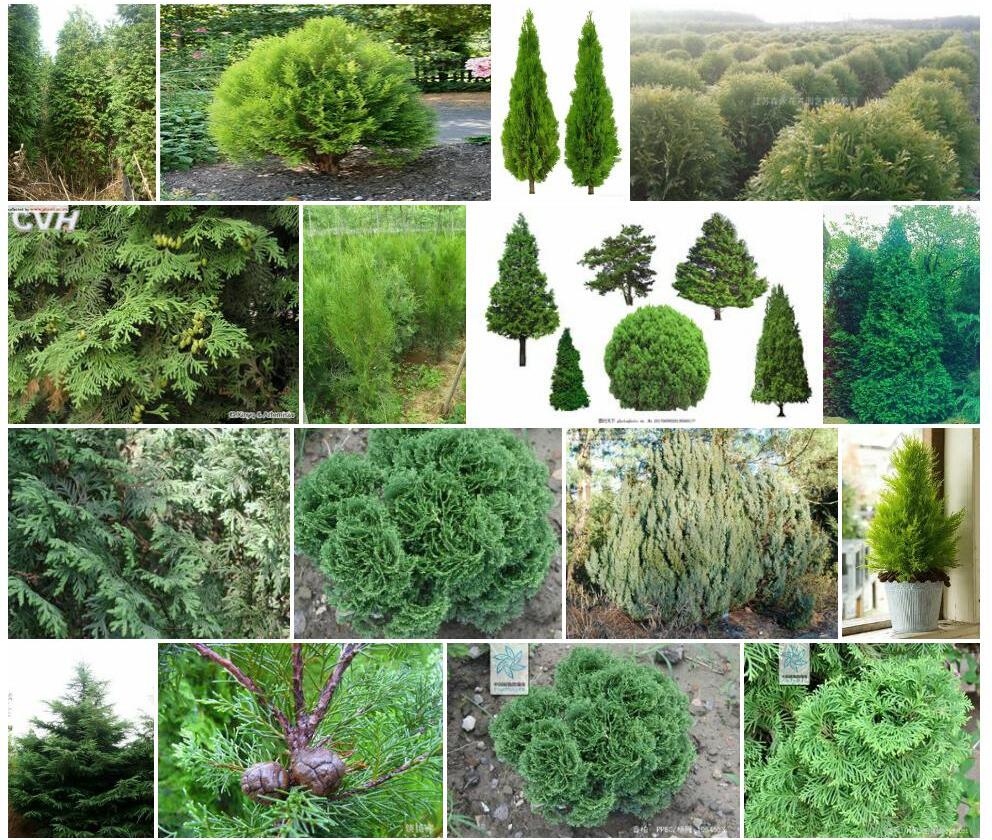 香柏Sabina-pingii-var.-wilsonii图片