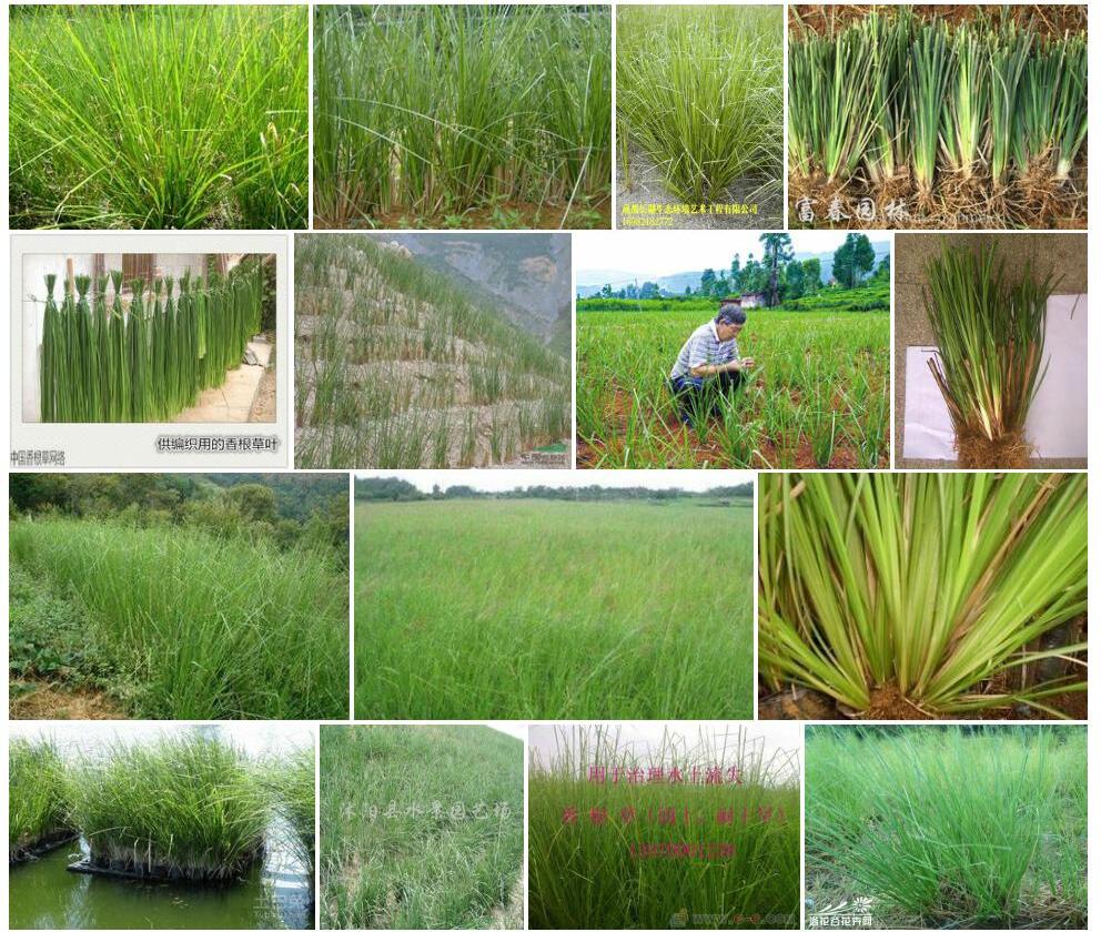 香根草Vetiveria-zizanioides图片