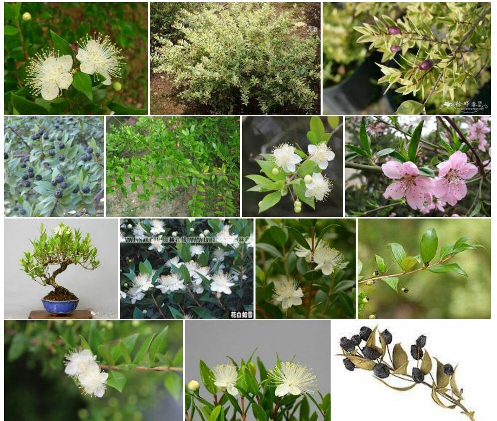 香桃木属Myrtus图片