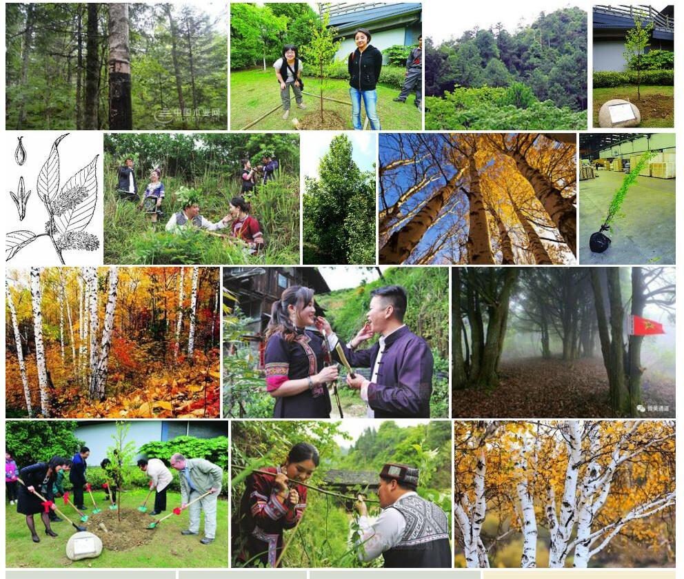 香桦Betula-insignis图片