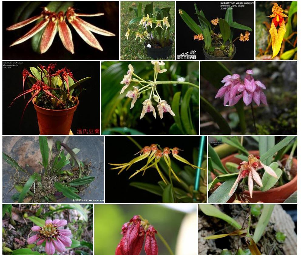 香港卷瓣兰Bulbophyllum-tseanum图片