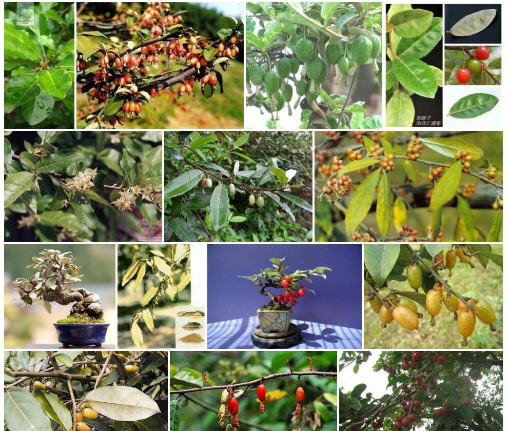 香港胡颓子Elaeagnus-tutcheri图片