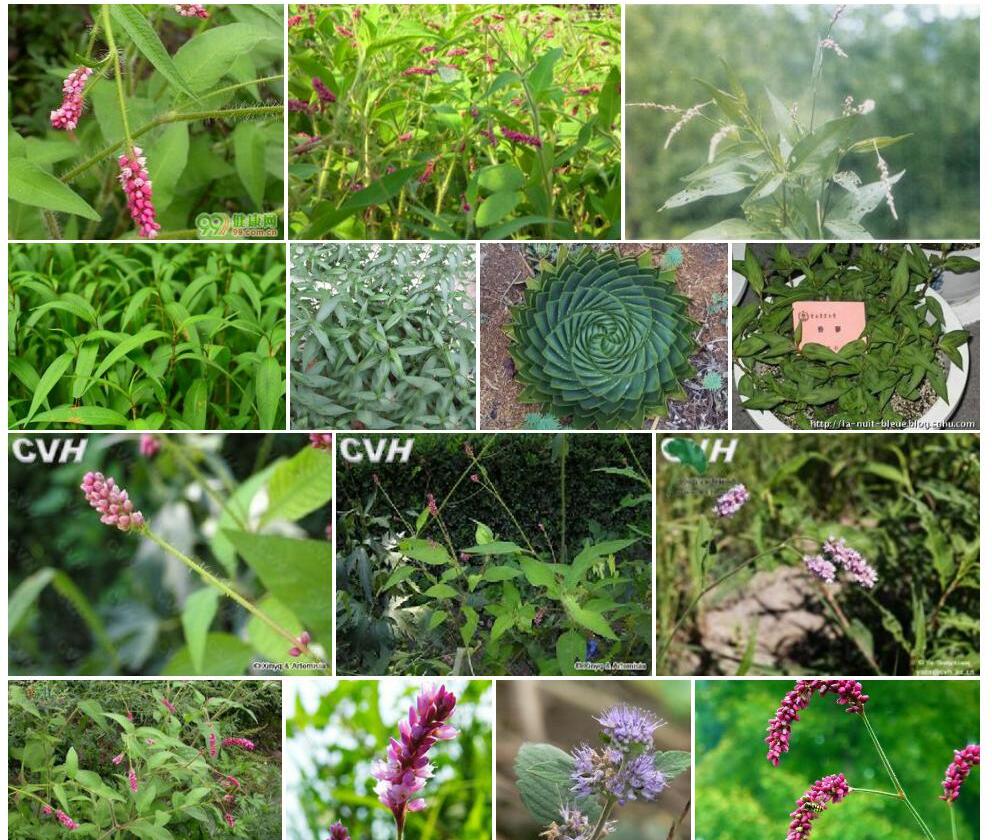 香蓼Polygonum-viscosum图片