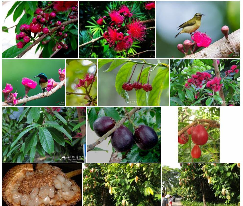 马六甲蒲桃Syzygium-malaccense图片
