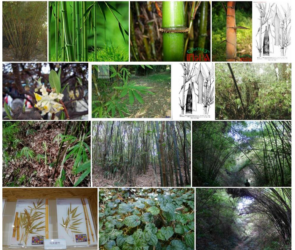 马关香竹Chimonocalamus-makuanensis图片