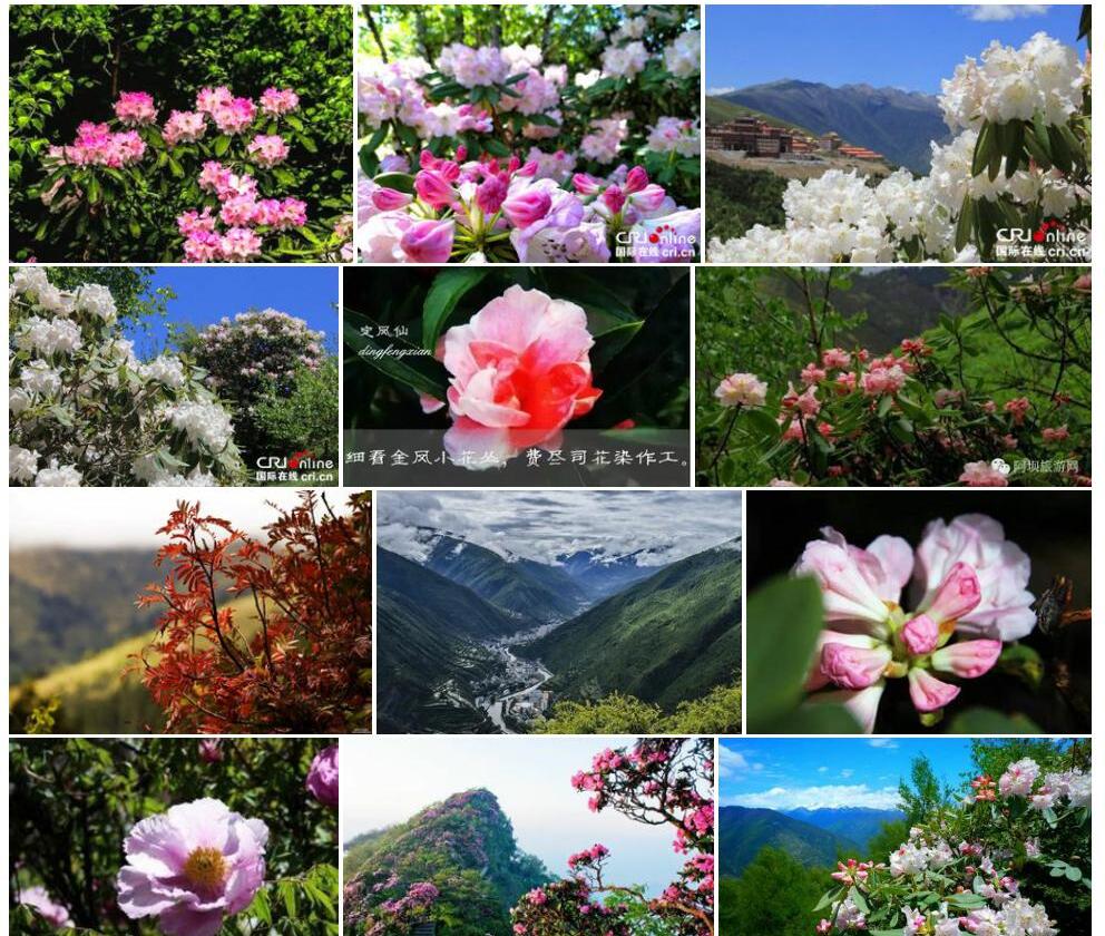 马尔康杜鹃Rhododendron-barkamense图片