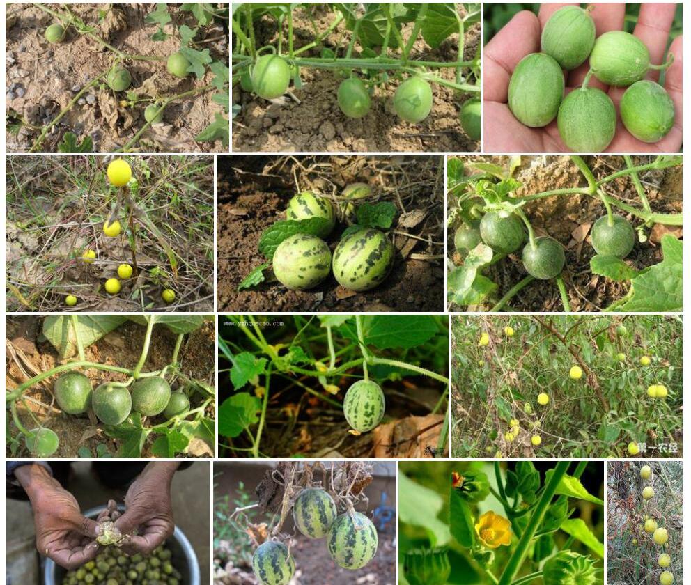 马泡瓜Cucumis-melo-var.-agrestis图片