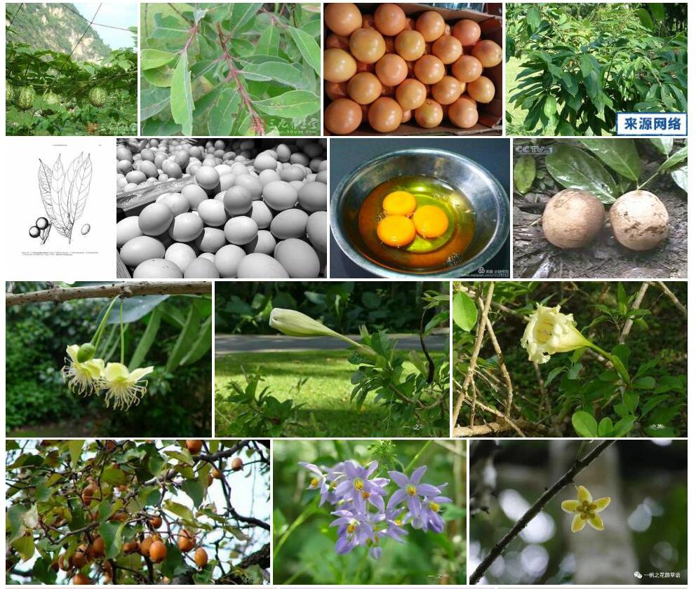 马蛋果Gynocardia-odorata图片