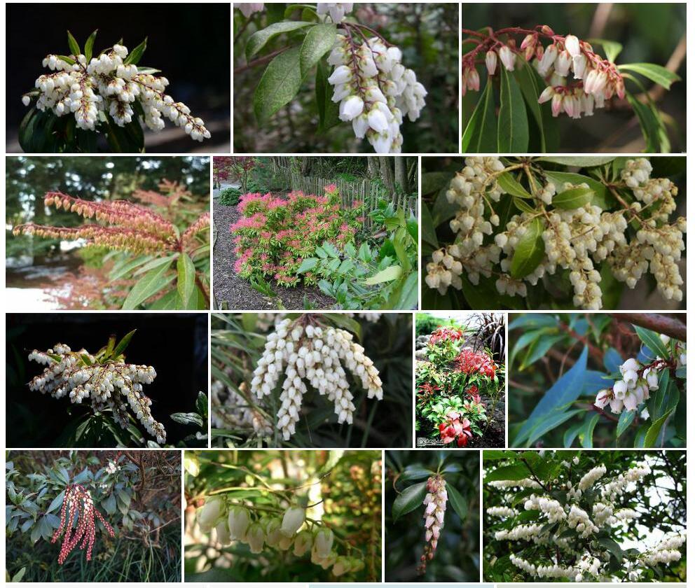 马醉木Pieris-japonica图片