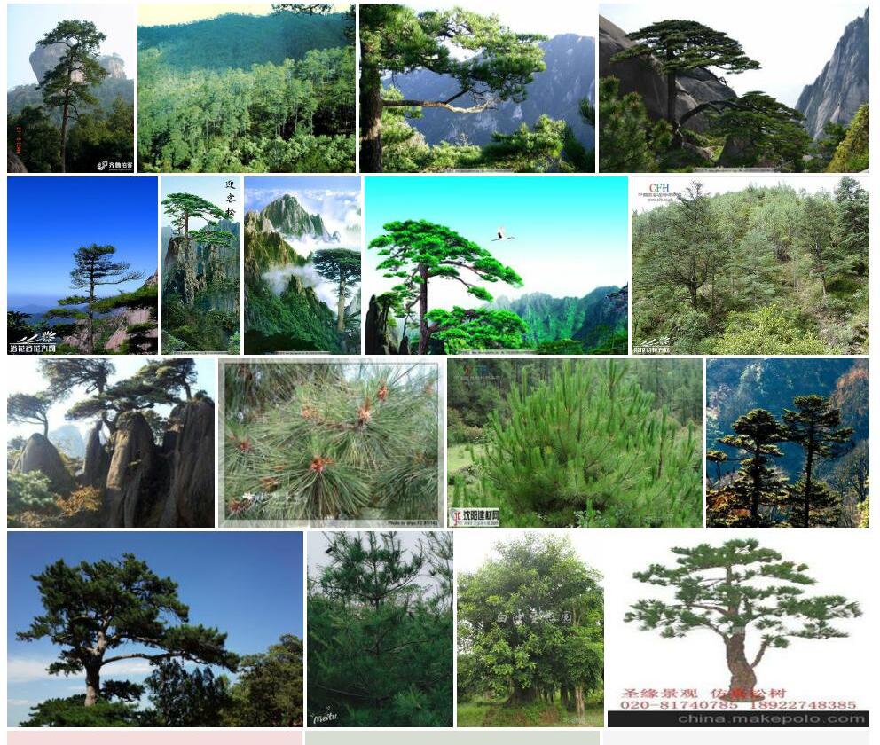 高山松Pinus-densata图片