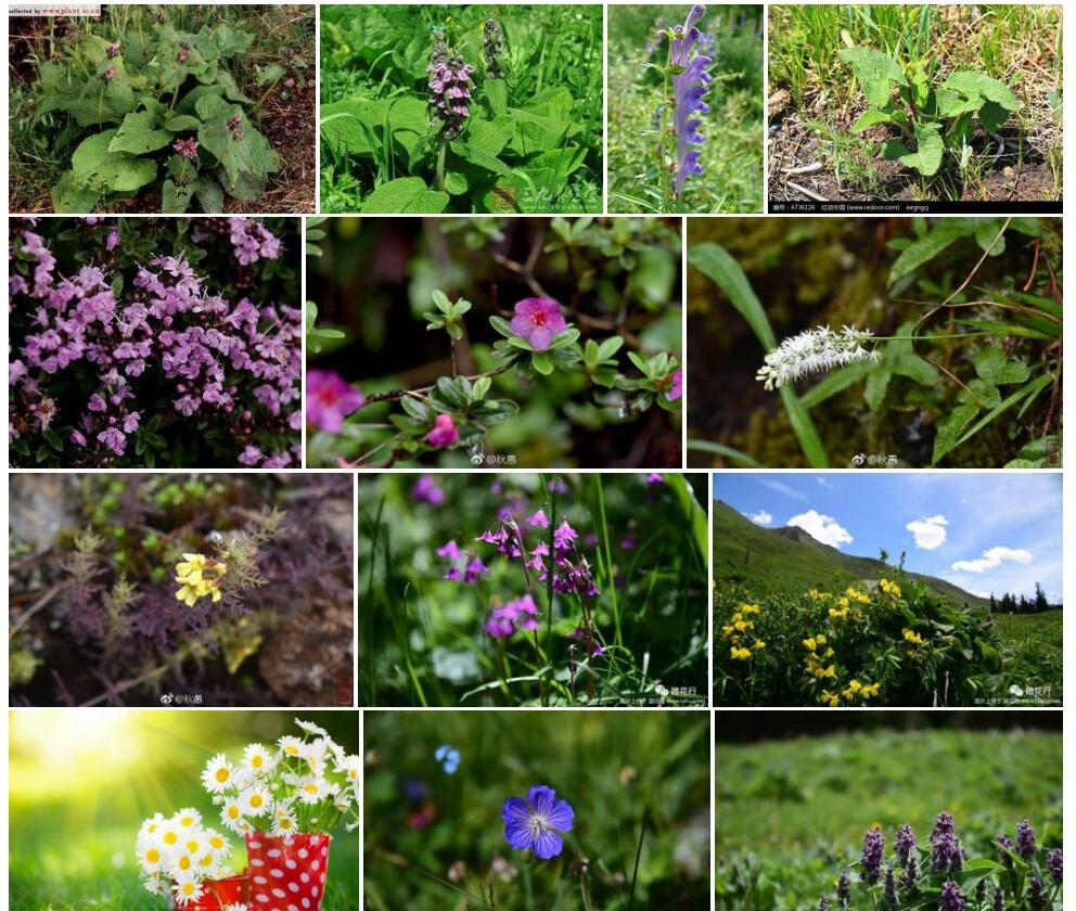 高山糙苏phlomis Alpina拉丁名学名属名科名植物生活型图片