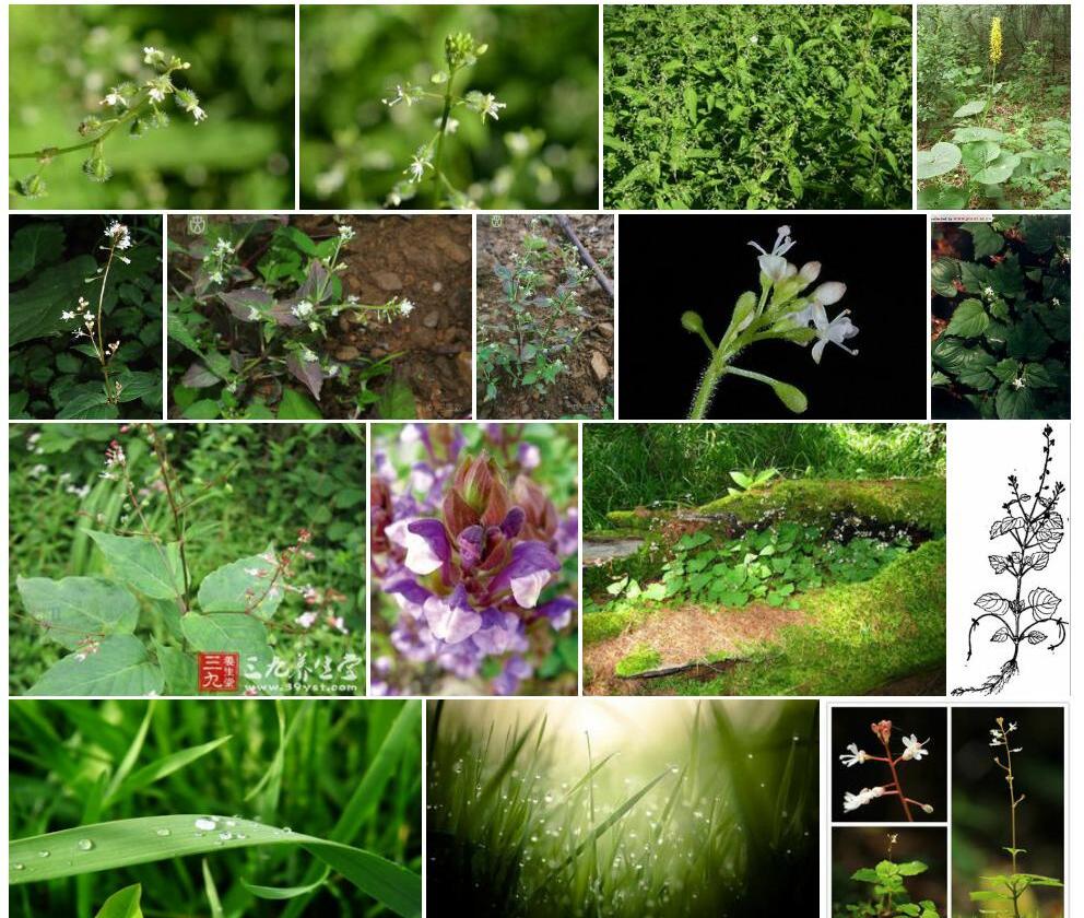 高山露珠草Circaea-alpina图片
