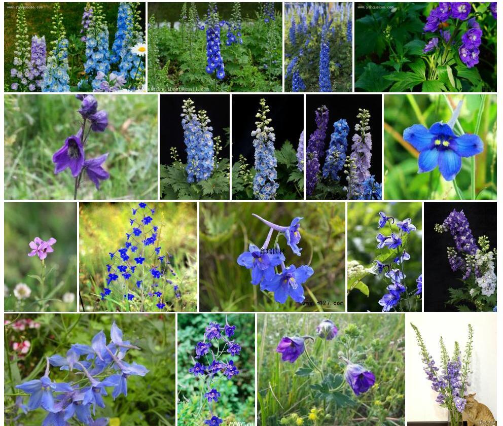 高翠雀花Delphinium-elatum图片