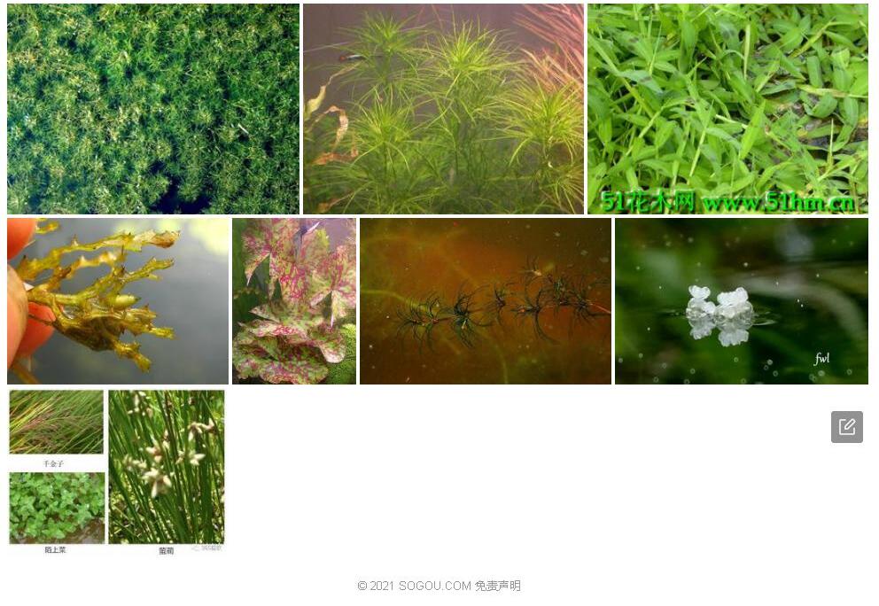 高雄茨藻Najas-browniana图片