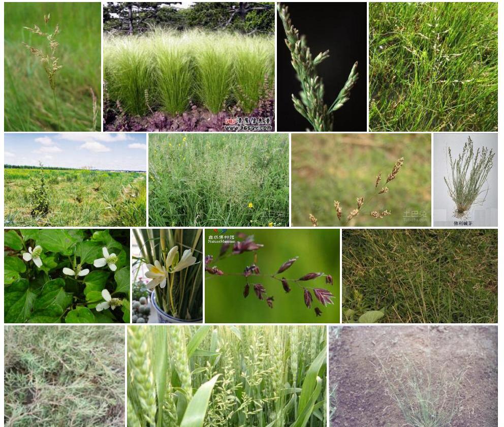 鳞茎碱茅Puccinellia-bulbosa图片