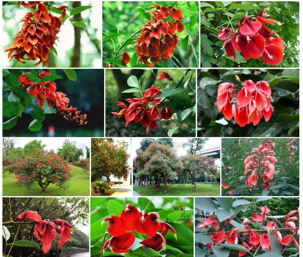 鸡冠刺桐Erythrina-crista-galli图片
