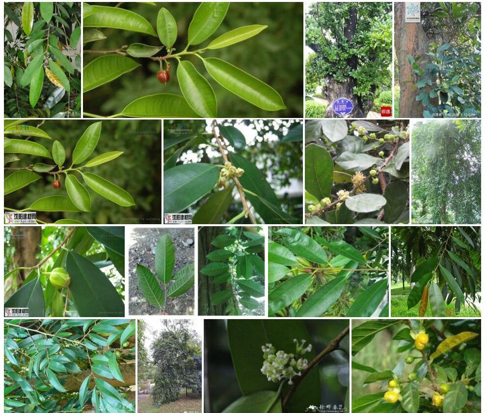 鹊肾树Streblus-asper图片