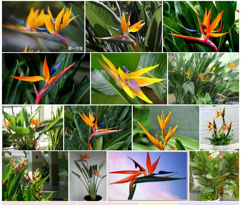 鹤望兰Strelitzia-reginae图片