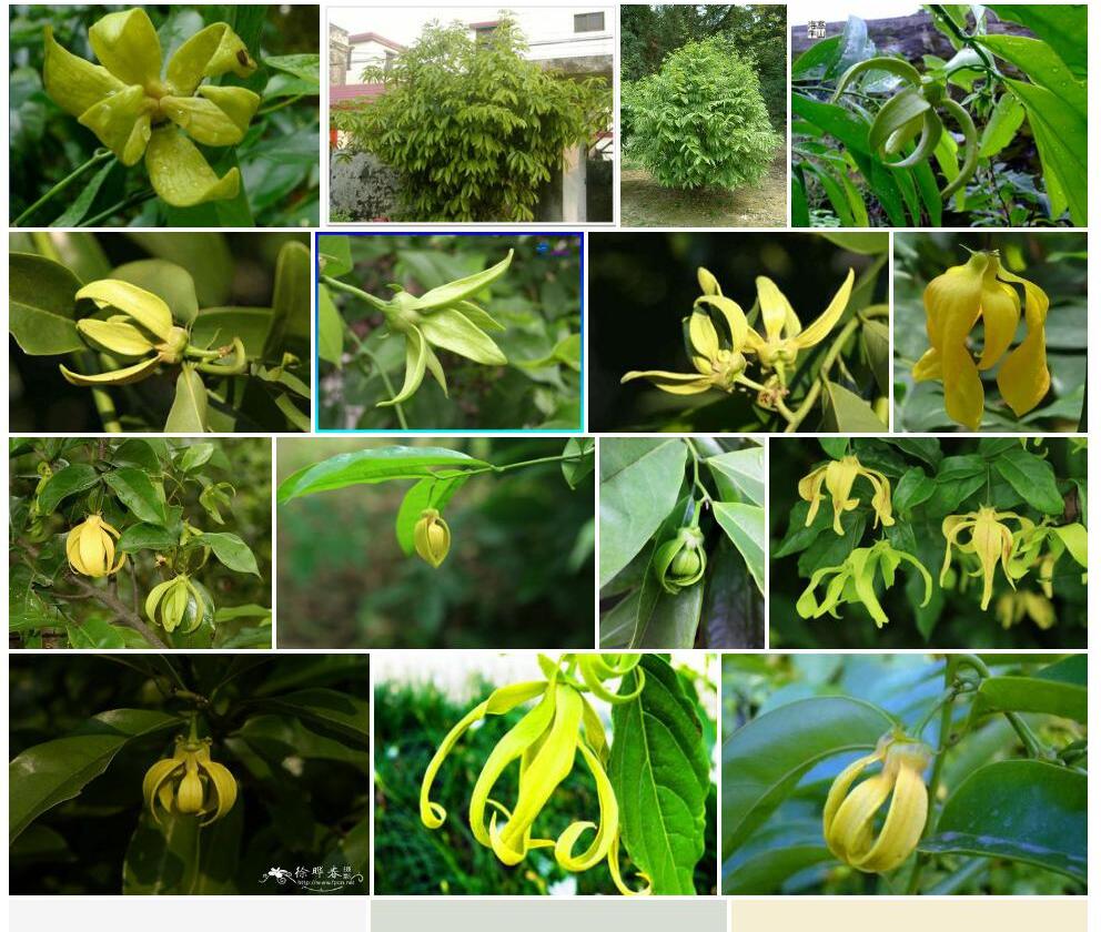 鹰爪花Artabotrys-hexapetalus图片