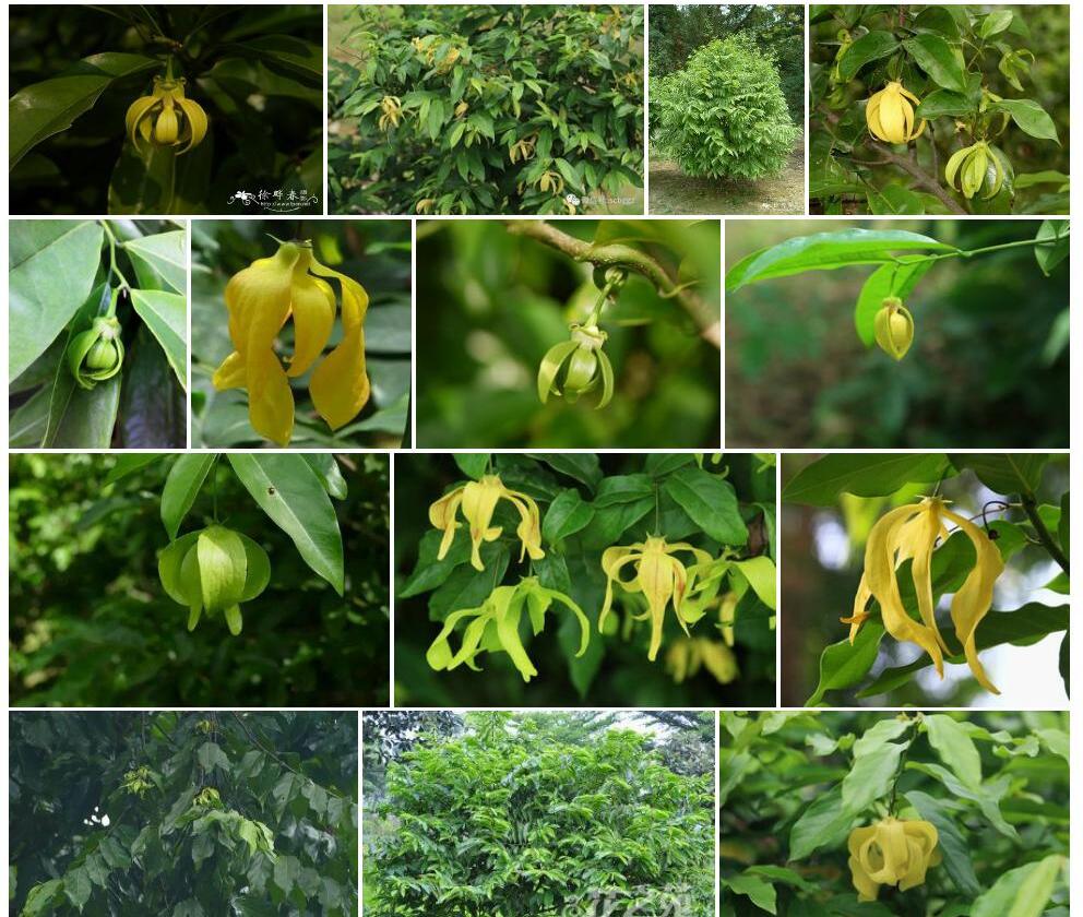 鹰爪花属Artabotrys图片