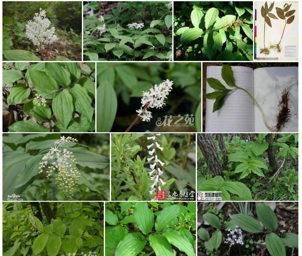 鹿药Smilacina-japonica图片