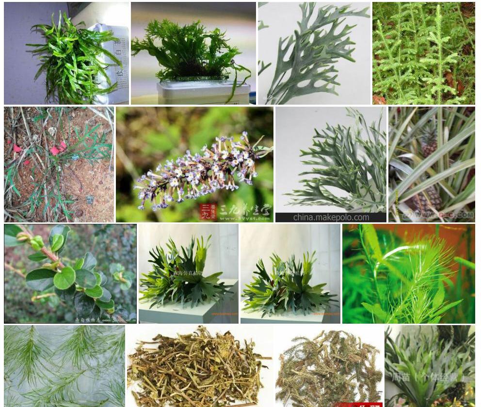 鹿角草Glossogyne-tenuifolia图片