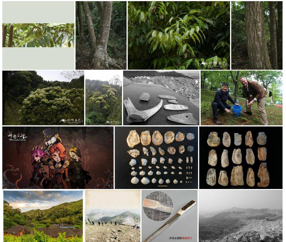 鹿角锥Castanopsis-lamontii图片