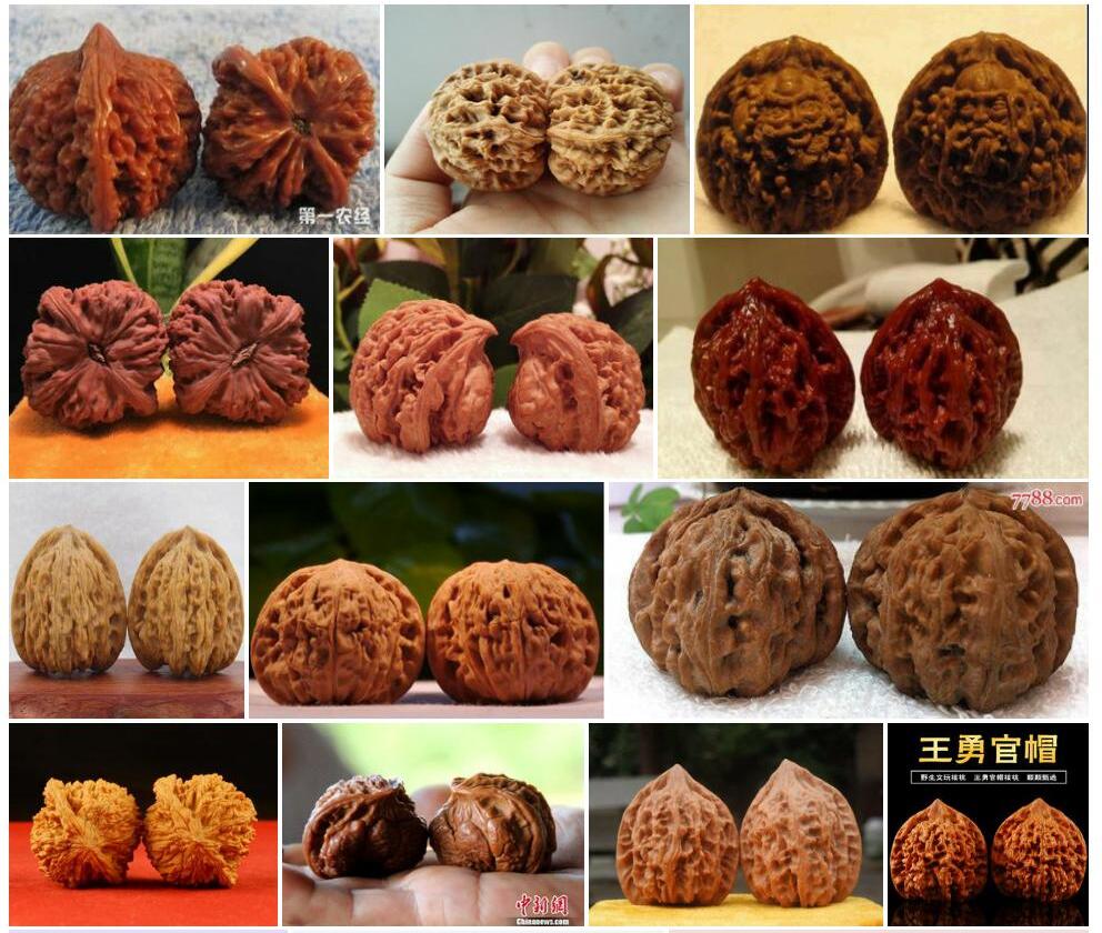麻核桃Juglans-hopeiensis图片