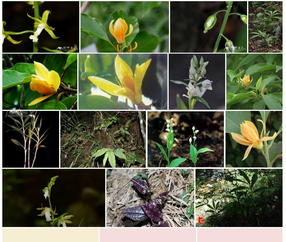 黄兰属Cephalantheropsis图片