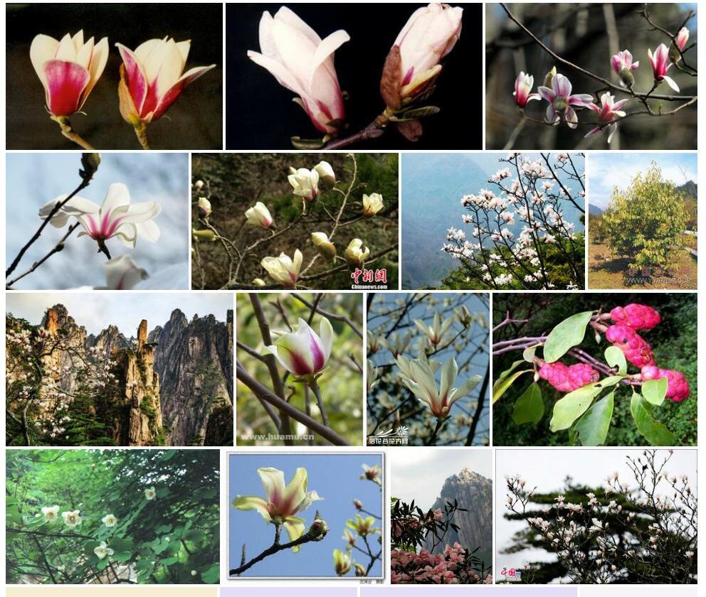 黄山木兰Magnolia-cylindrica图片