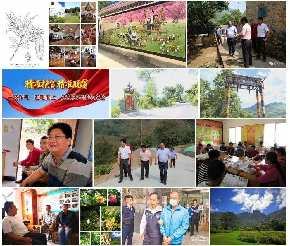 黄木树Trigonostemon-huangmosu图片