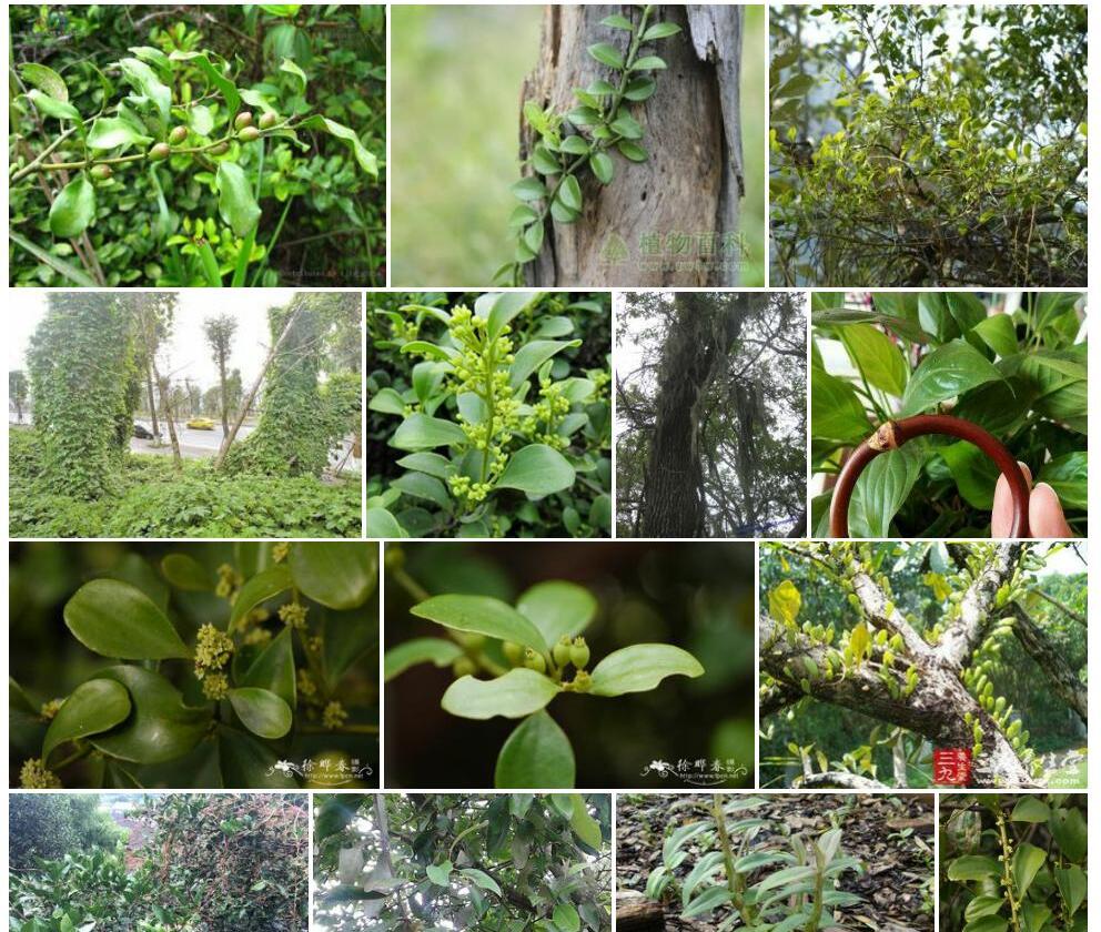 黄杨叶寄生藤Dendrotrophe-buxifolia图片