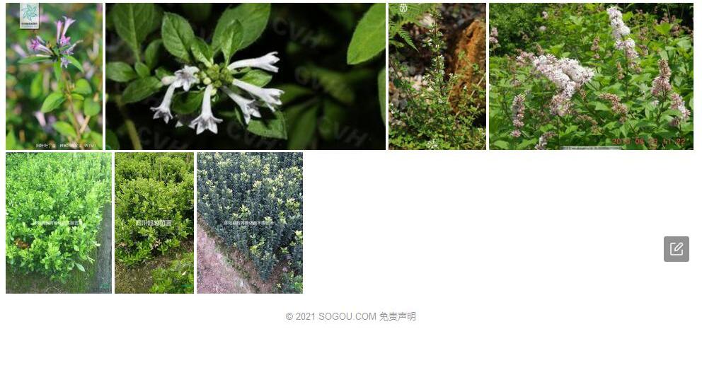 黄杨叶野丁香Leptodermis-buxifolia图片
