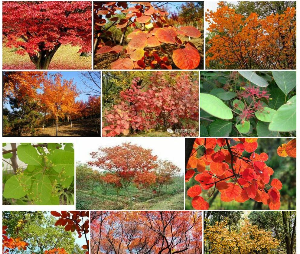 黄栌Cotinus-coggygria图片