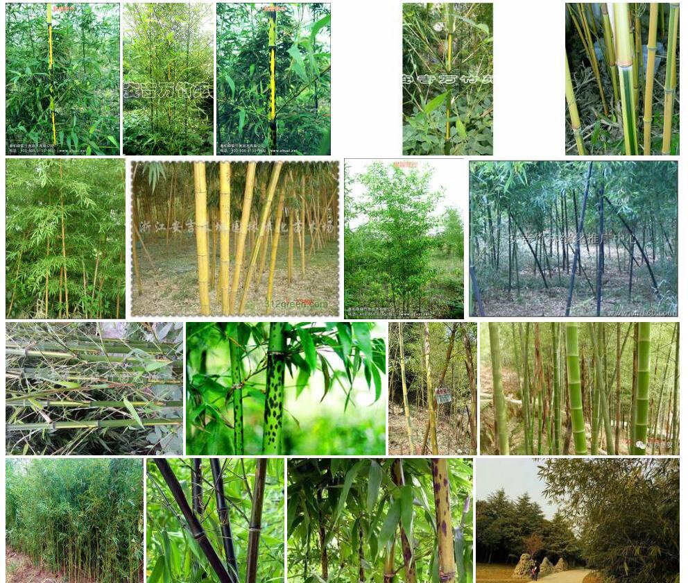 黄槽斑竹Phyllostachys-bambusoides-f.-mixta图片