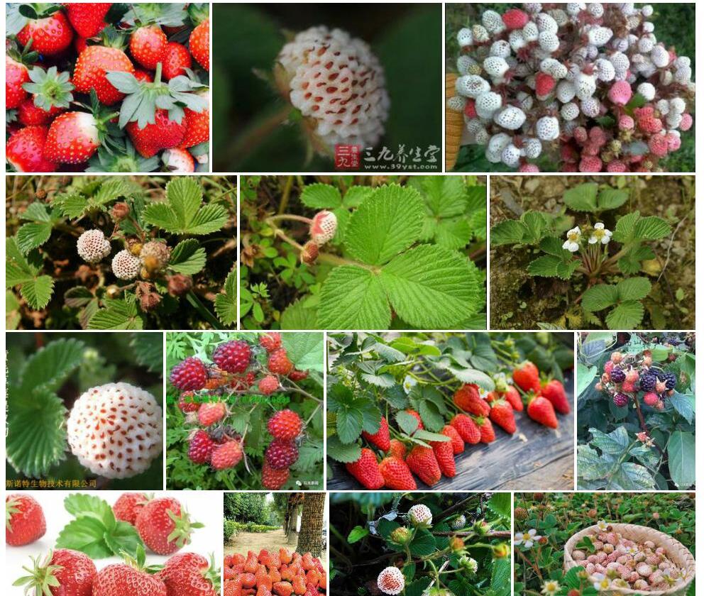 黄毛草莓Fragaria-nilgerrensis图片