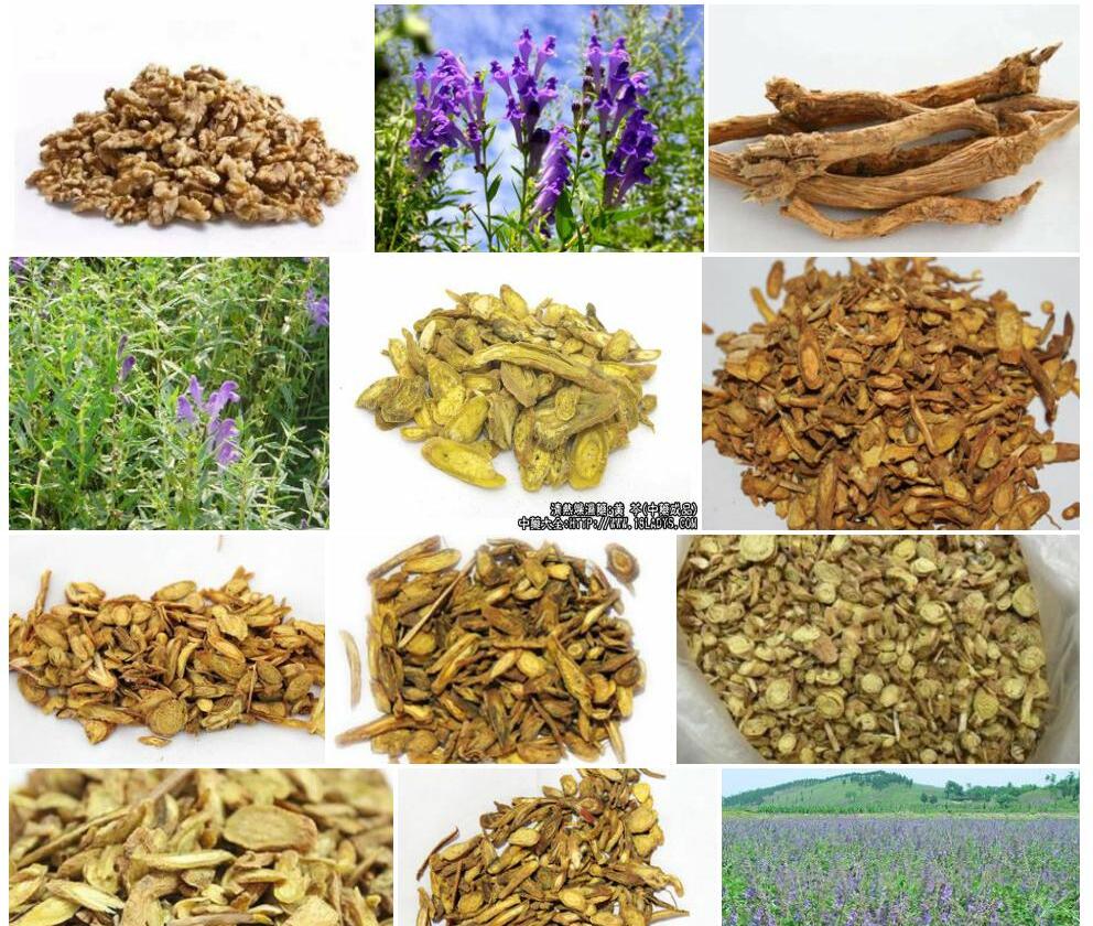 黄芩Scutellaria-baicalensis图片