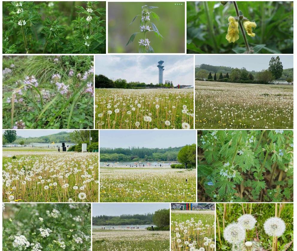 黄花夏至草Lagopsis-flava图片