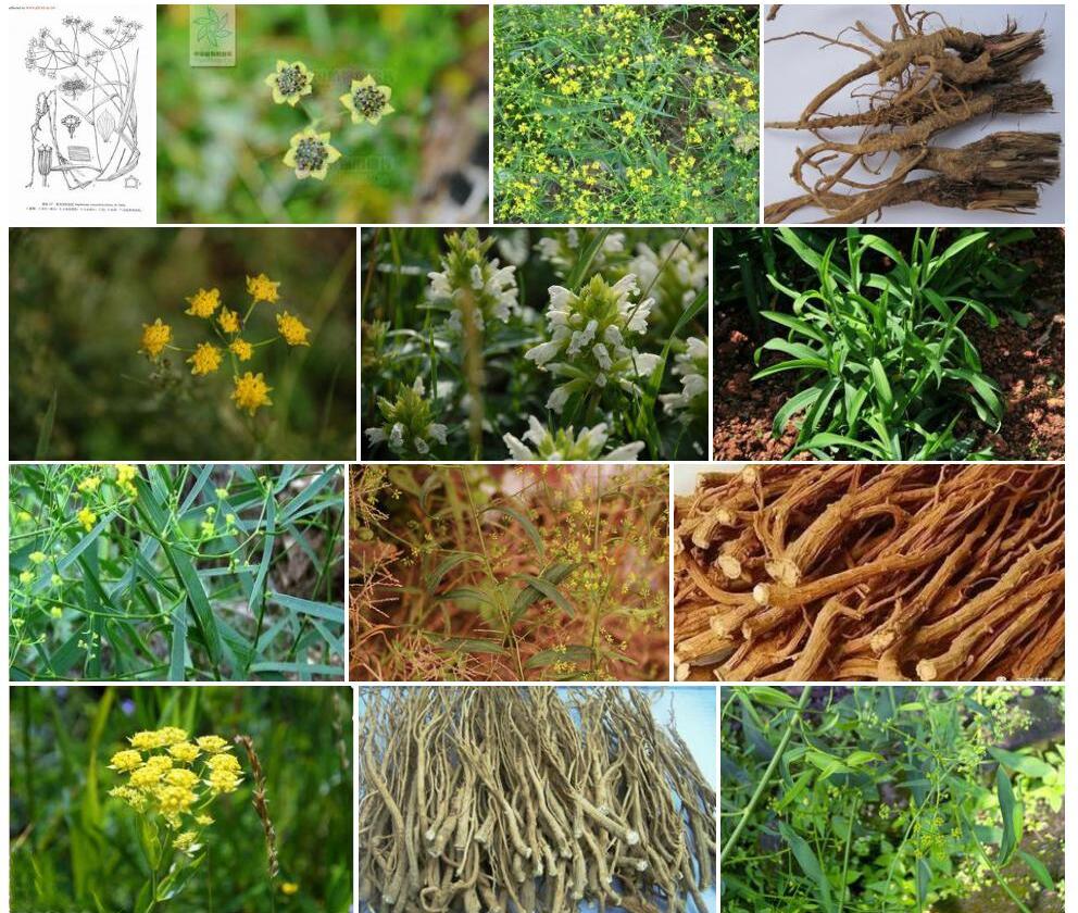 黄花鸭跖柴胡Bupleurum-commelynoideum-var.-flaviflorum图片