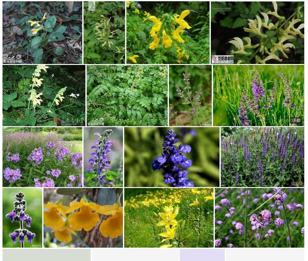 黄花鼠尾草Salvia-flava图片