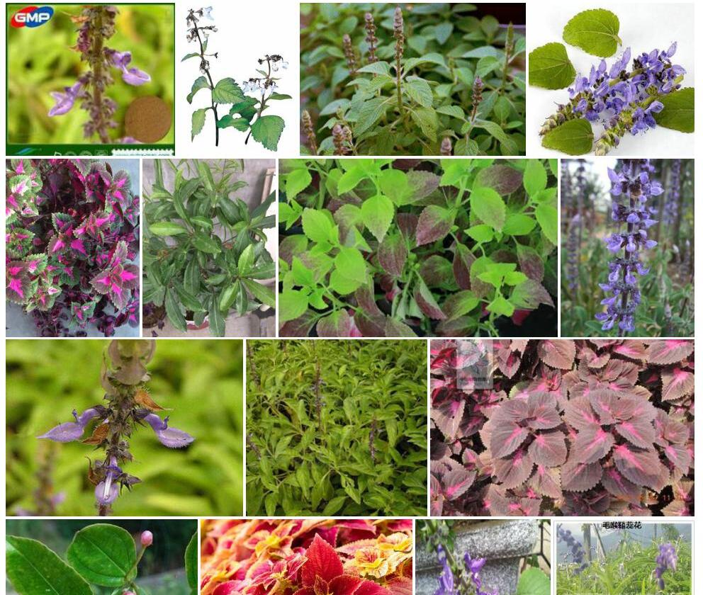 黄鞘蕊花Coleus-xanthanthus图片