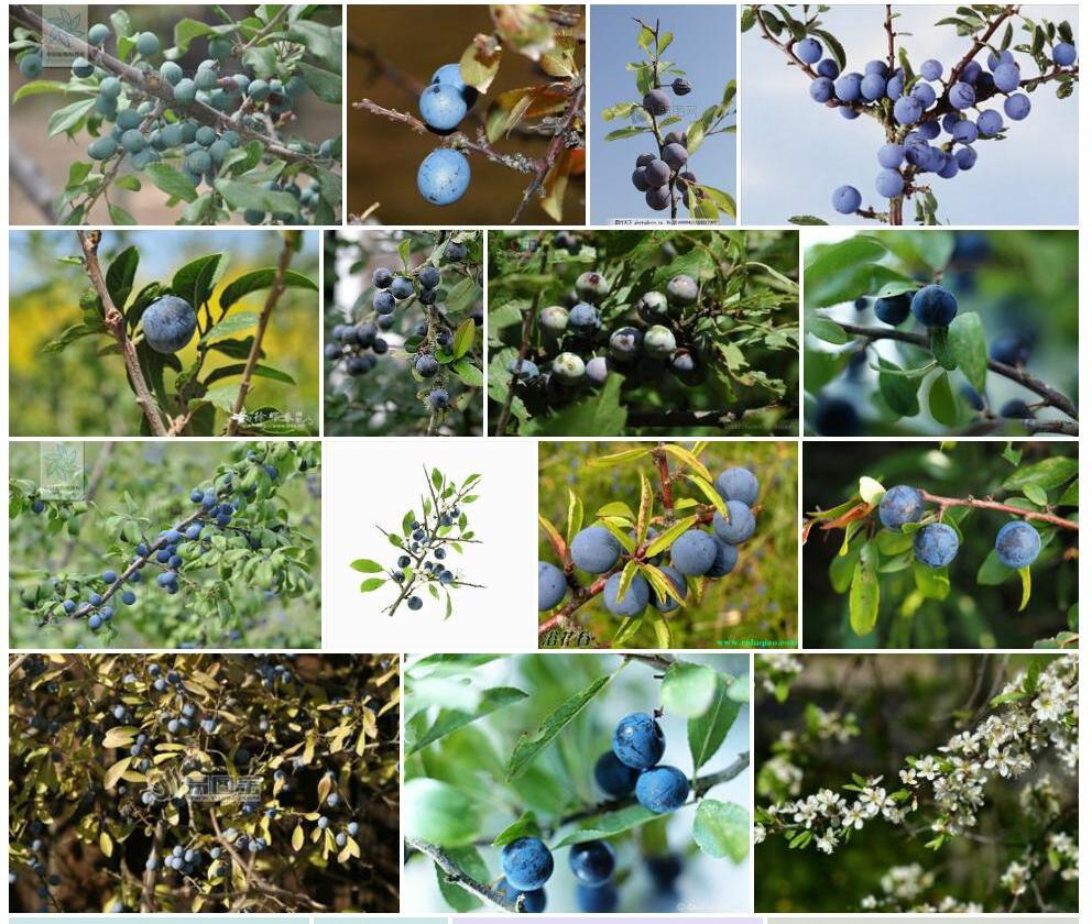 黑刺李Prunus-spinosa图片