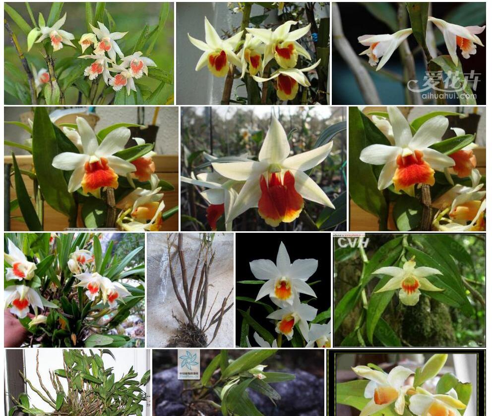 黑毛石斛Dendrobium-williamsonii图片