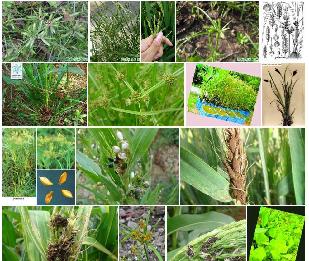 黑穗莎草Cyperus-nigrofuscus图片
