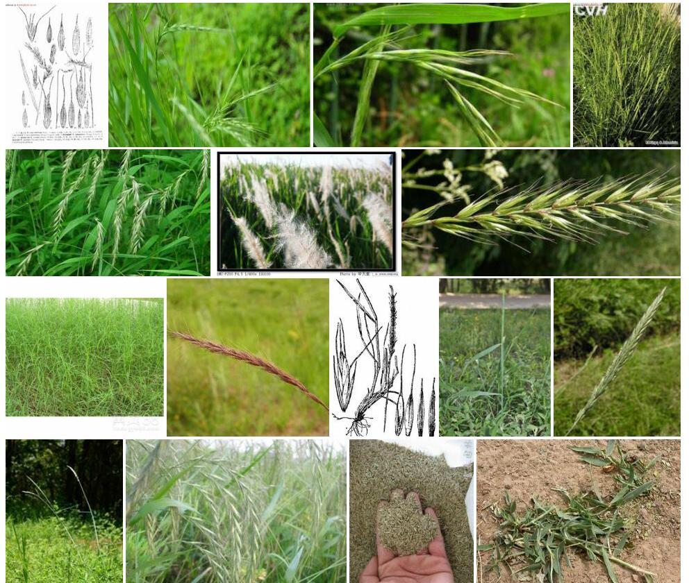黑紫披碱草Elymus-atratus图片
